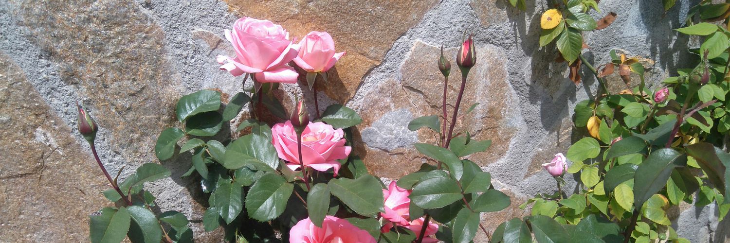 Sandra_Bri's profile banner image