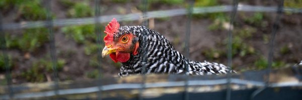 tastereal Profile Banner