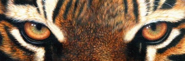 ZouDave's profile banner image