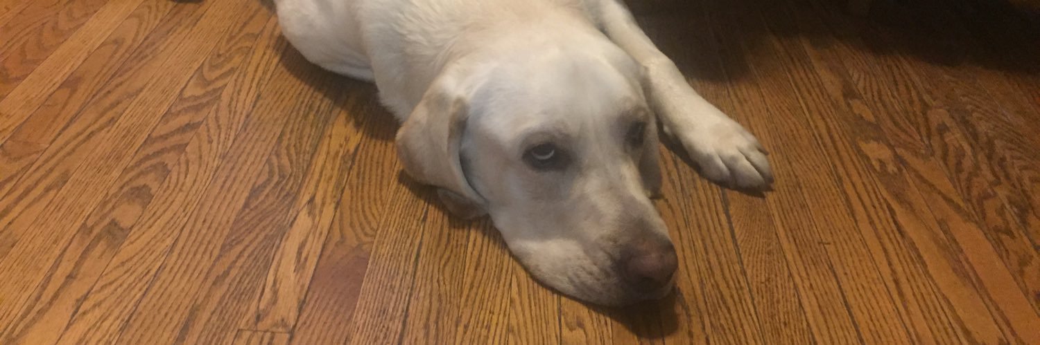 Mark Ladan 🇨🇦🍁 banner