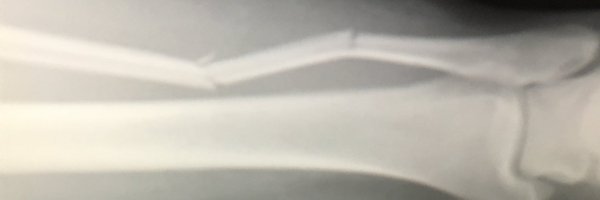 shevob Profile Banner