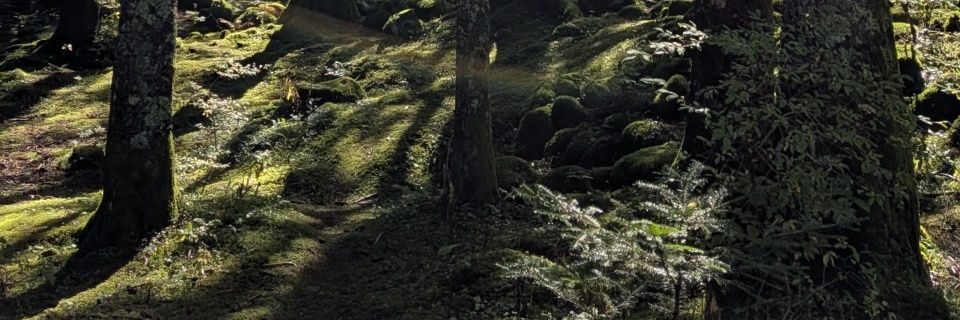 La signora Beasley banner