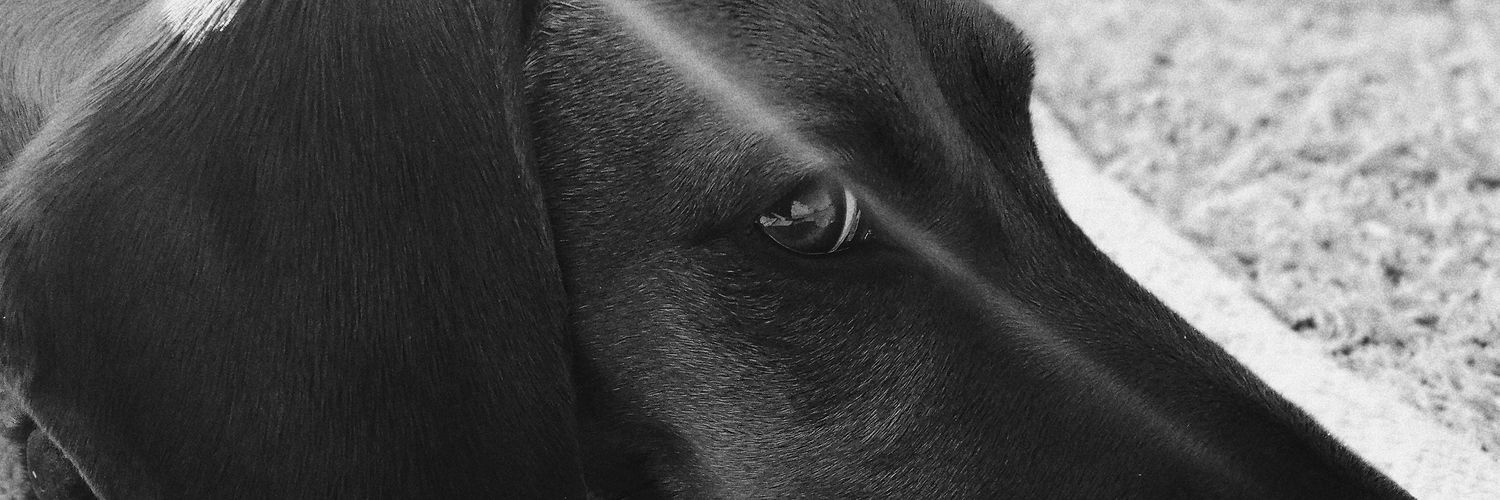 soolpanza's profile banner image