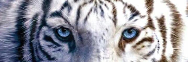 hamidgh988's profile banner image