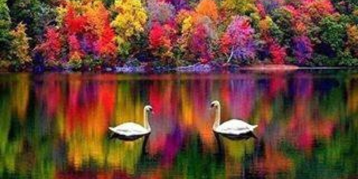 Lola🇦🇷 ⭐️⭐️⭐️ banner