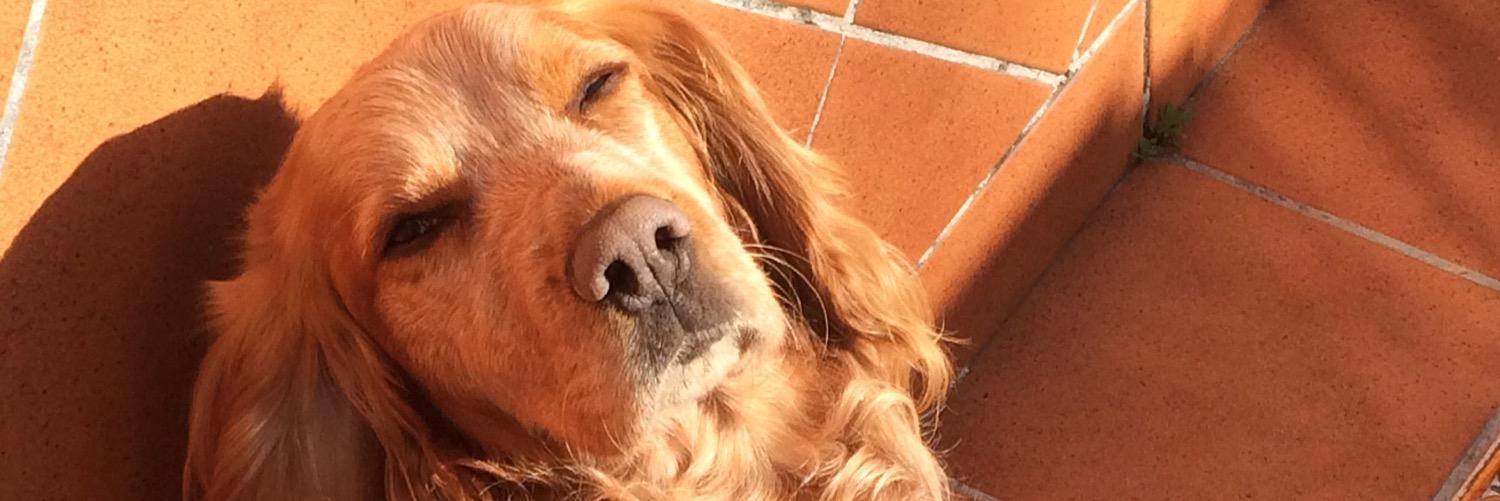 cocodog's profile banner image