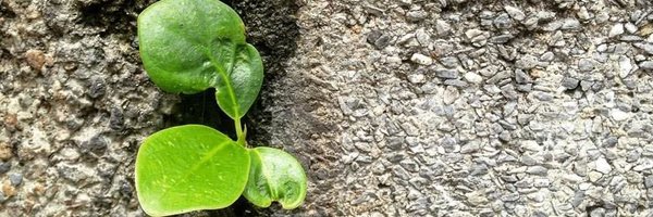 NANANROJA Profile Banner