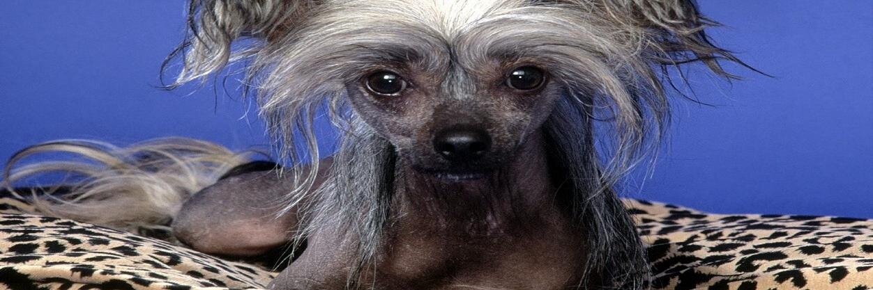 bacsiperge's profile banner image