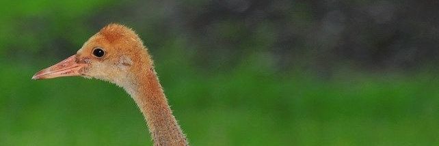 jaojaobinx's profile banner image