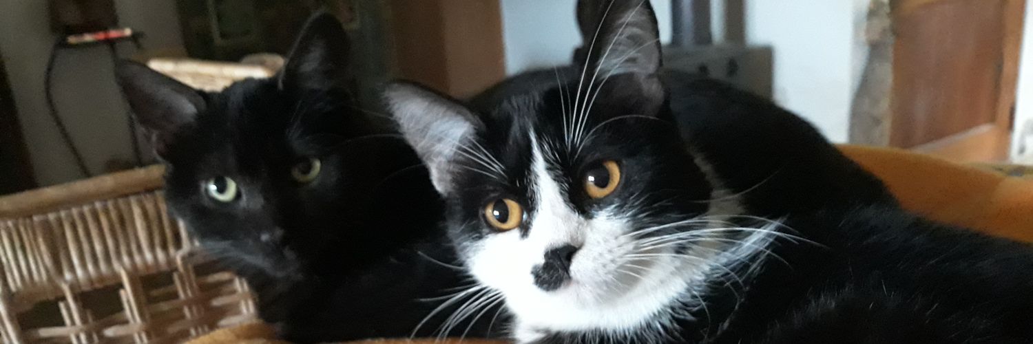 ClaudiaIHS's profile banner image