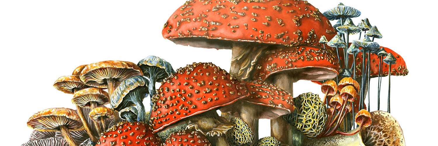 bigredsharks's profile banner image