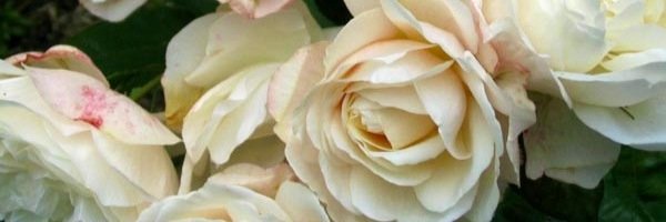 KITCHENISTA's profile banner image