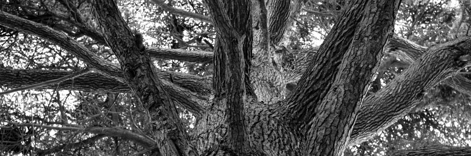 NiaShannon96's profile banner image