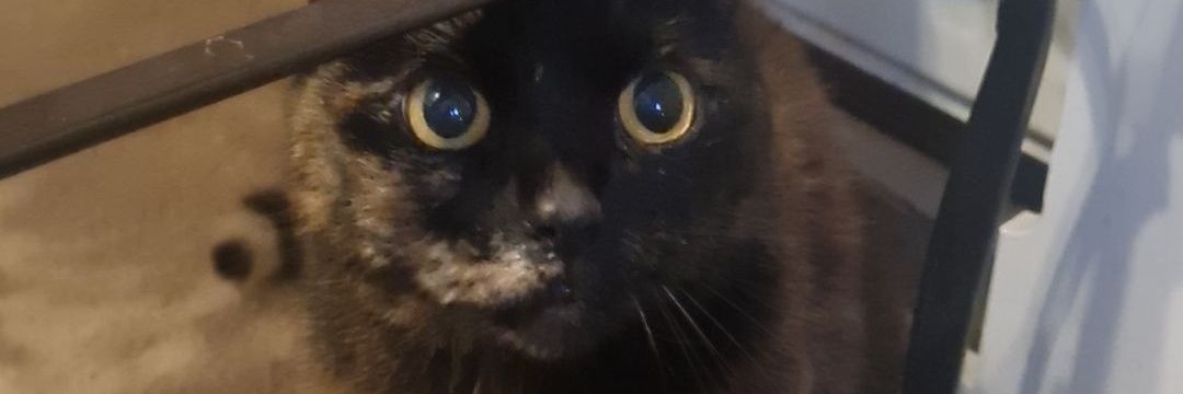 SophhCallen's profile banner image