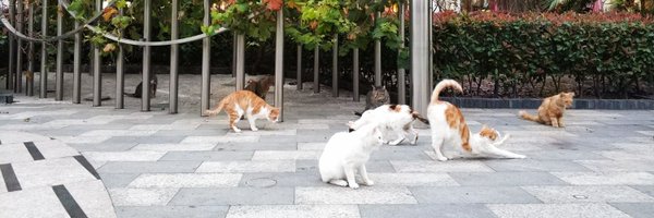 YingeAI Profile Banner