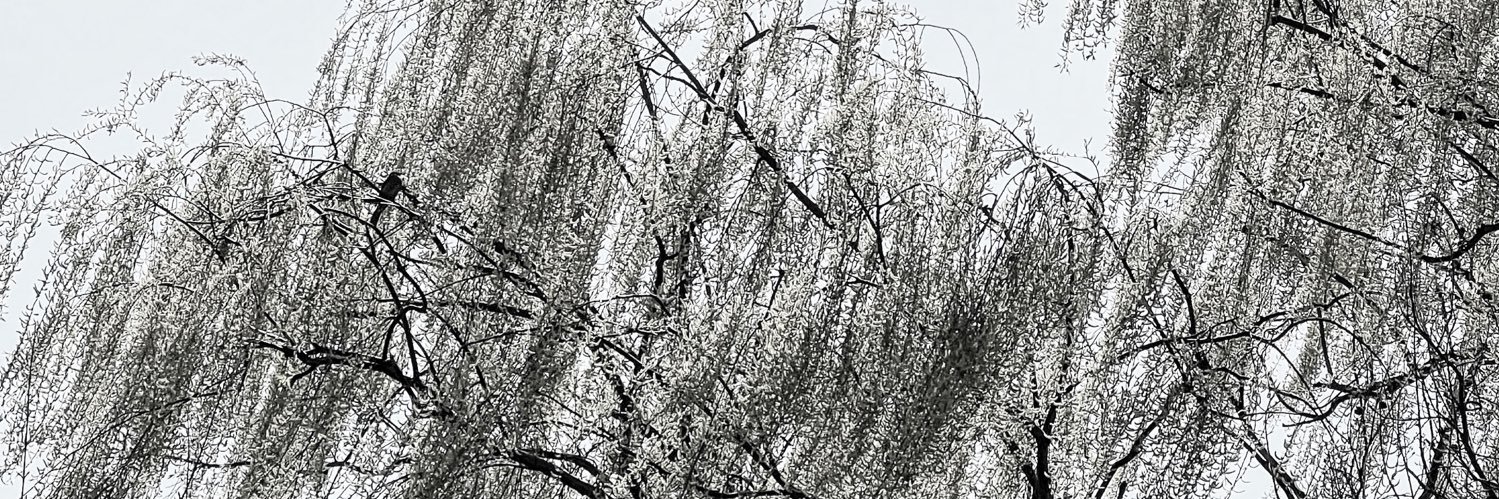 권나무 Kwontree banner