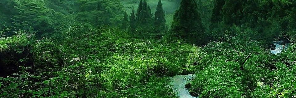 plantTrees99's profile banner image