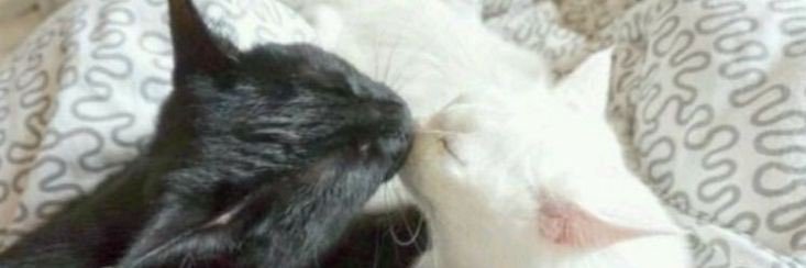 blossomseung's profile banner image