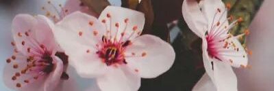 fla_ss's profile banner image