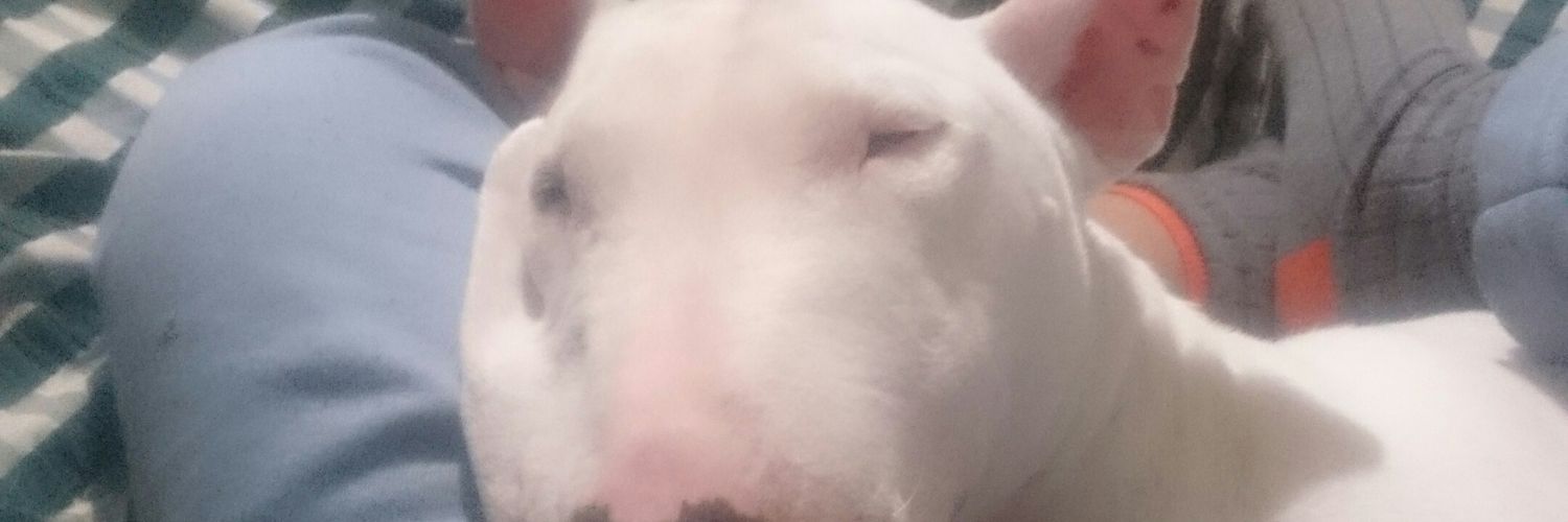 piposchacon's profile banner image