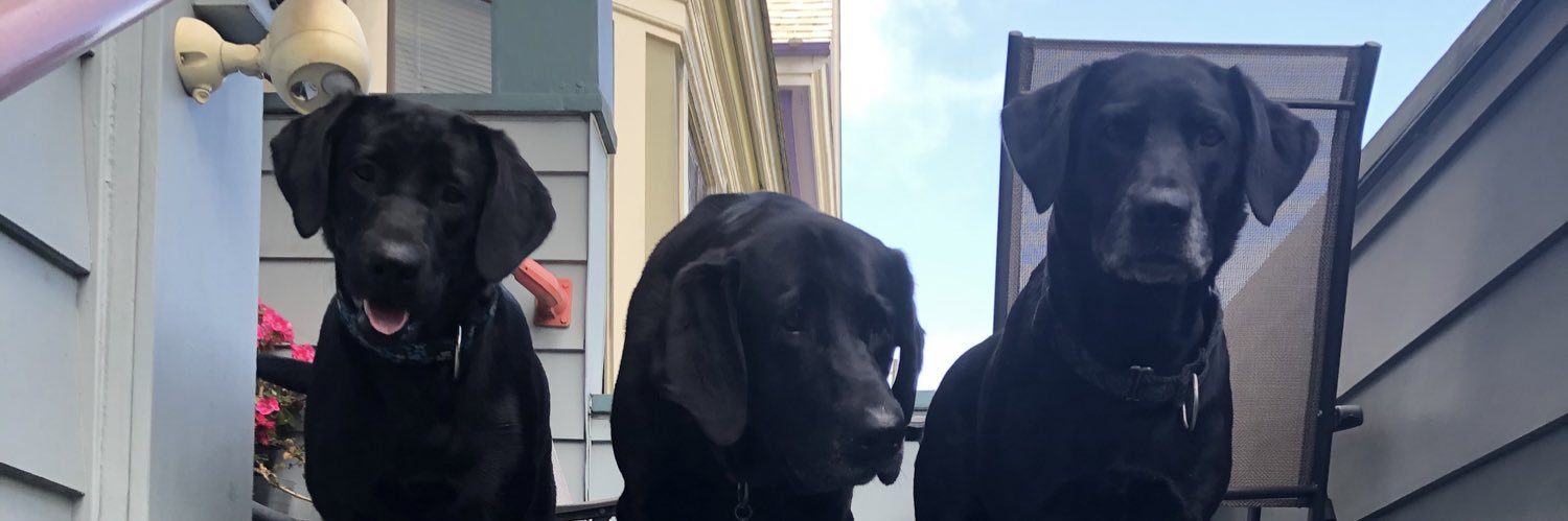 MichaelDogtopia's profile banner image