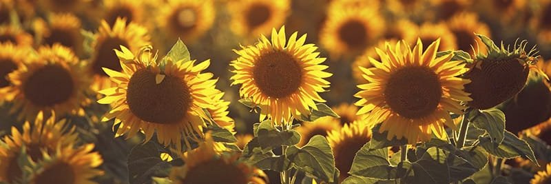 sflowe_'s profile banner image