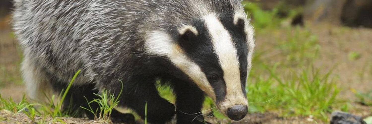 VaccinateBadger's profile banner image