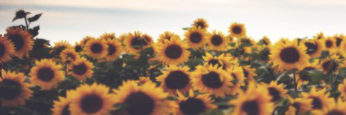 mew_16's profile banner image