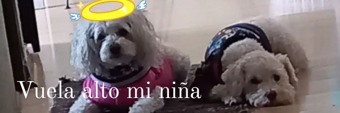 TITIna 💯🐾👸... banner