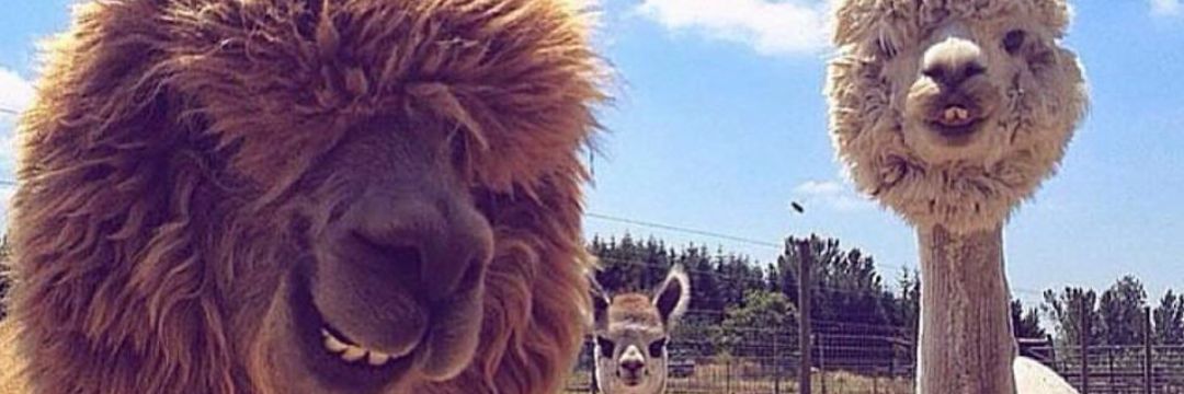 danitsyd's profile banner image