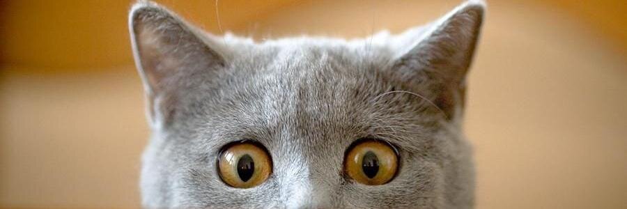 Drôle de chats banner