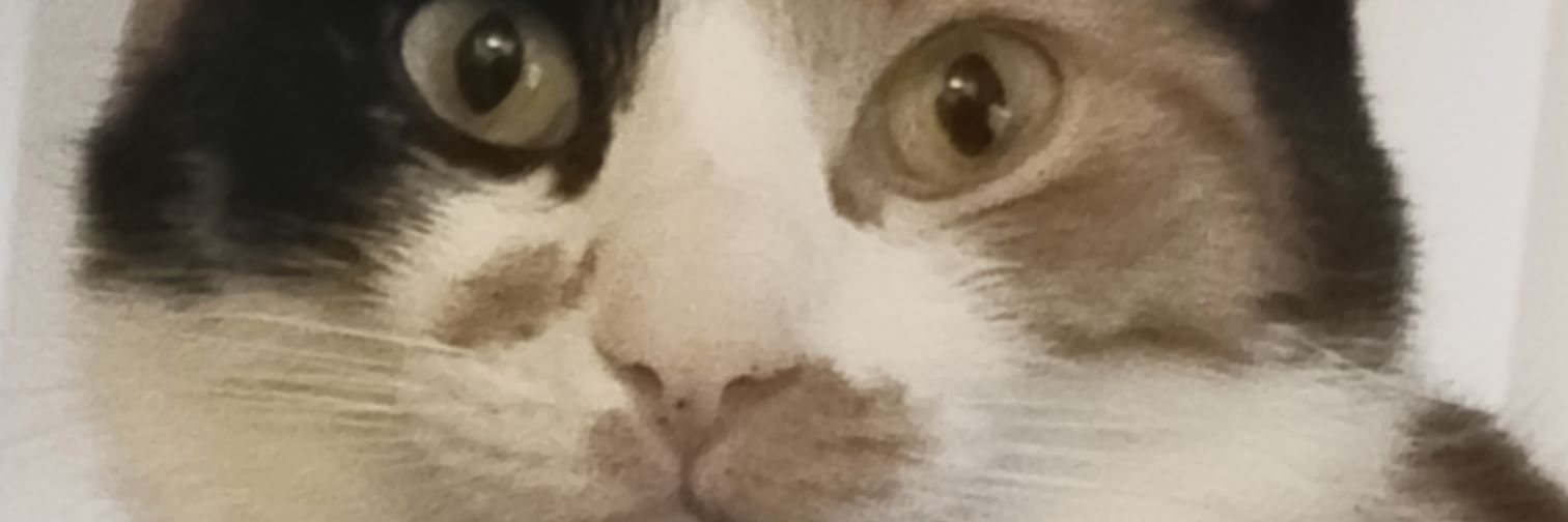 Daniel sapien banner