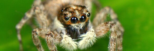 VenomicsProject Profile Banner