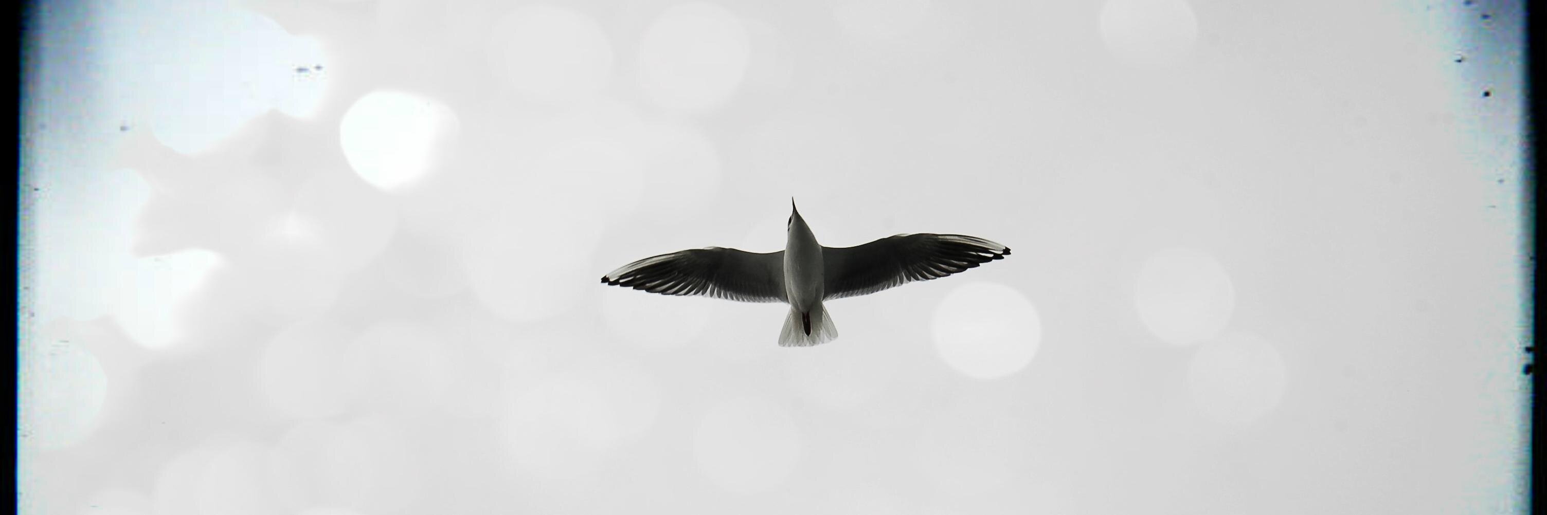 N. Alphan Tuncer banner