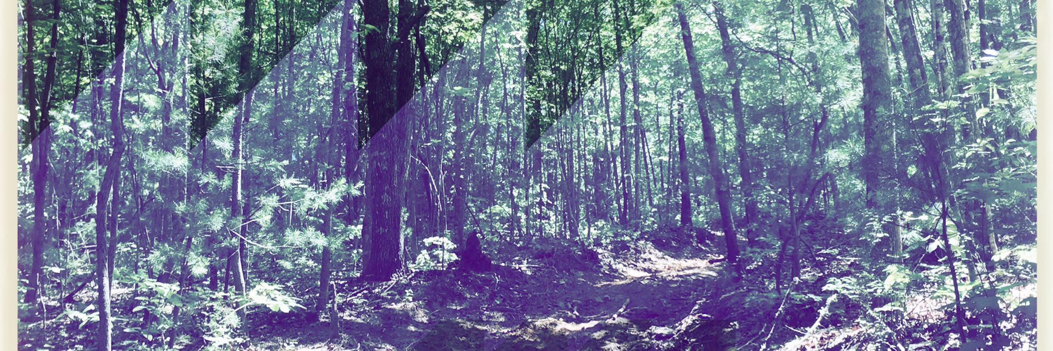 snparisi's profile banner image