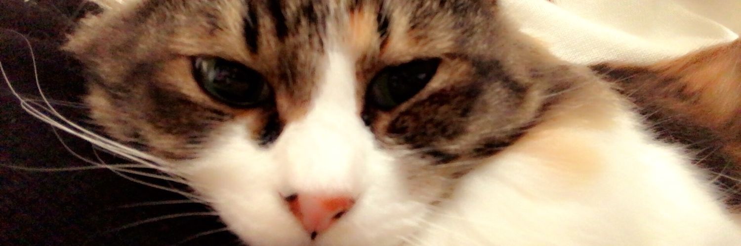 tomjerry1108's profile banner image