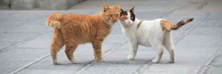 Cachette_Douce's profile banner image