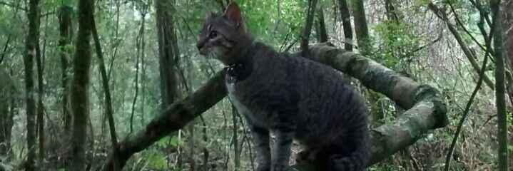 FedeBeuter's profile banner image