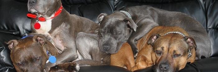 Lynne staffie lover banner