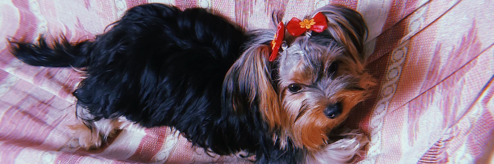 ss_carolinee's profile banner image