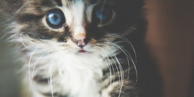 LupinTedward's profile banner image