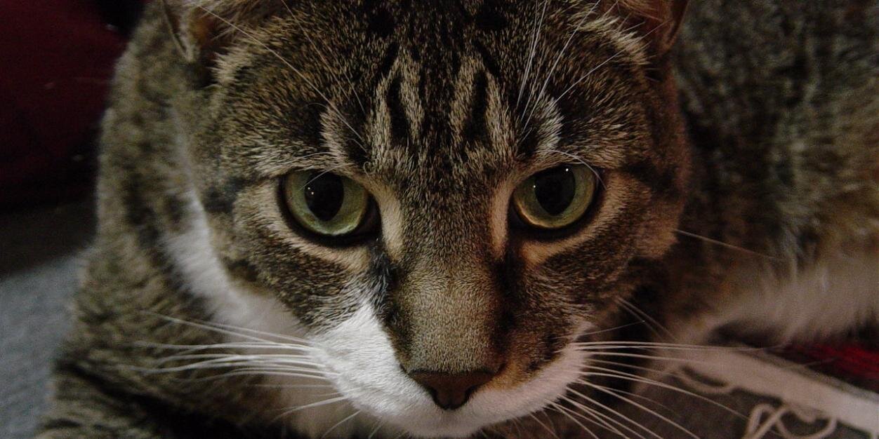 Felonius Meonk 🇨🇦 banner