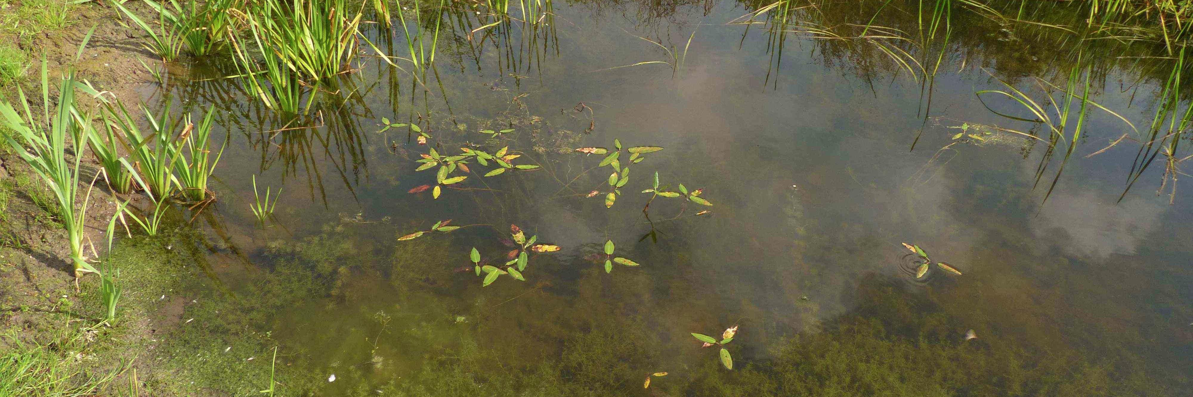 Dr. Emily Alderton banner