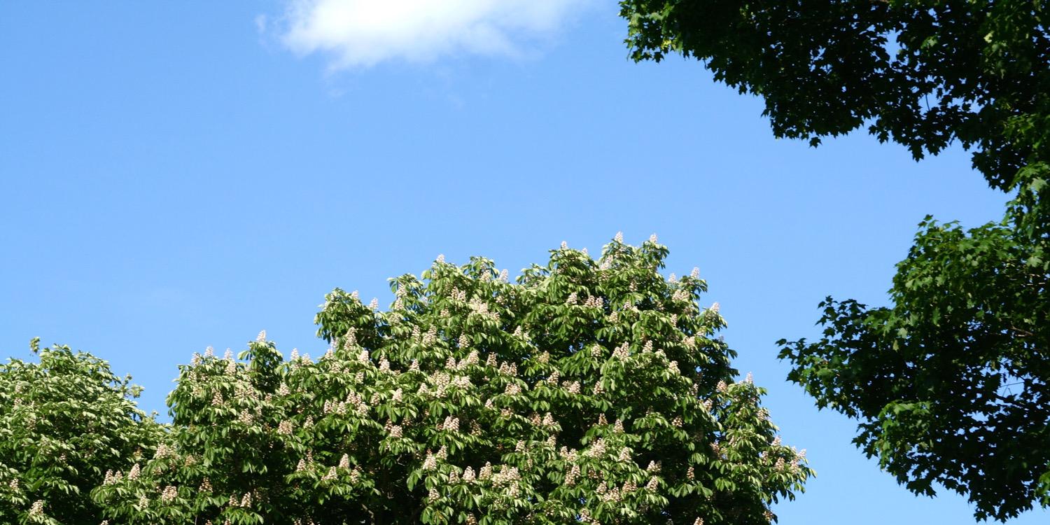 marywiley2's profile banner image