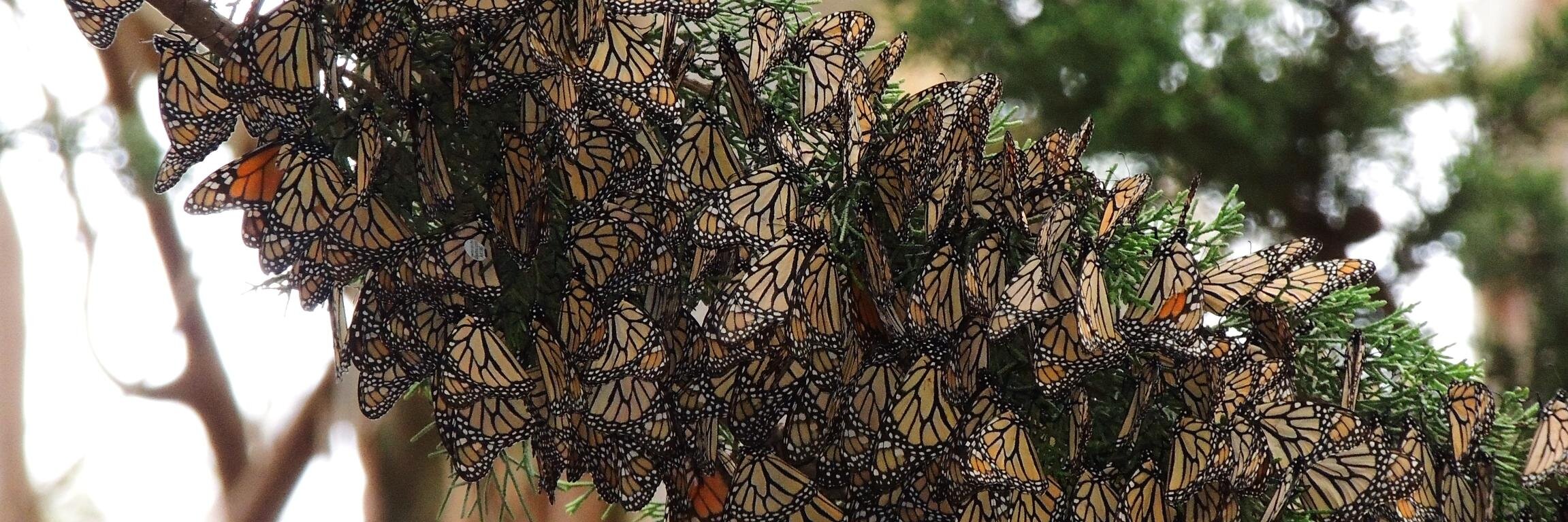 SWmonarchs's profile banner image