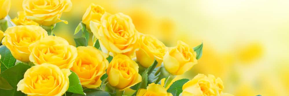 DoraMaria Abreu banner