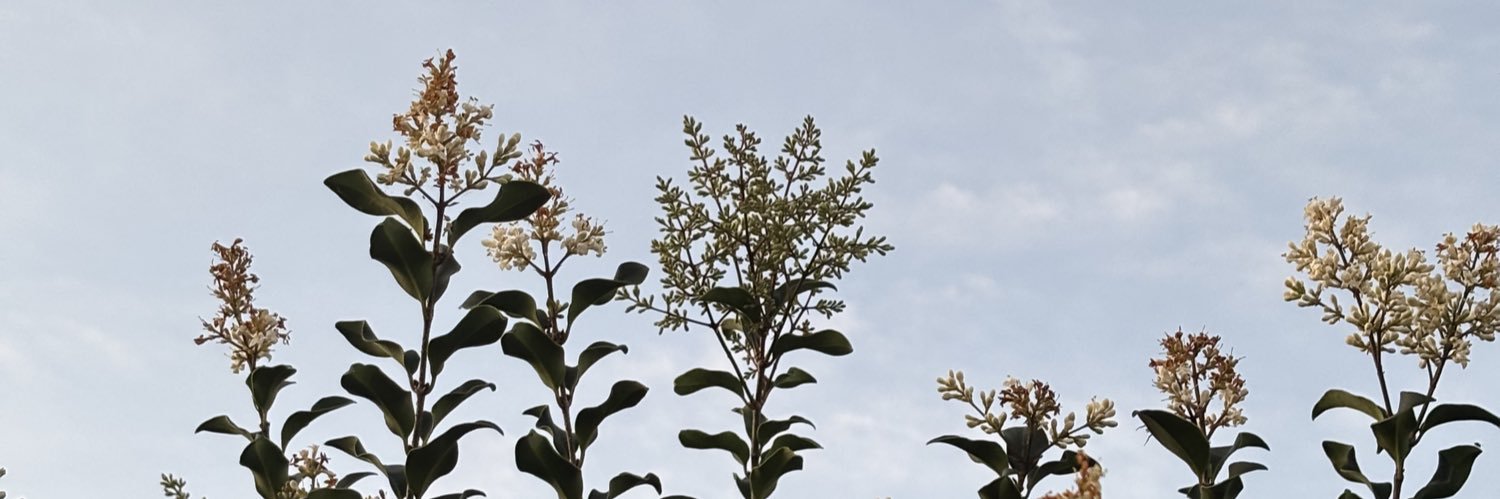 atwexia's profile banner image