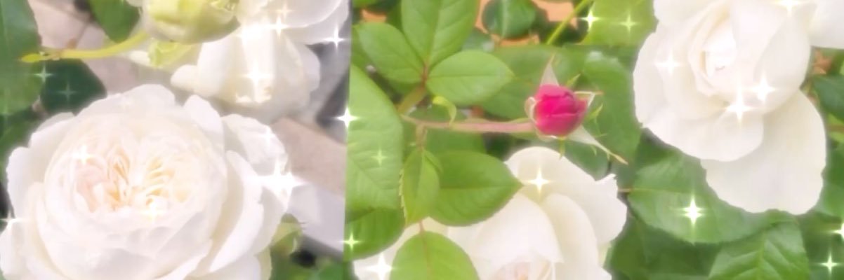 みやこ(少しずつお返しお伺い中/無言♡・ﾘﾎﾟｽﾄ深謝🙇‍♀️) banner