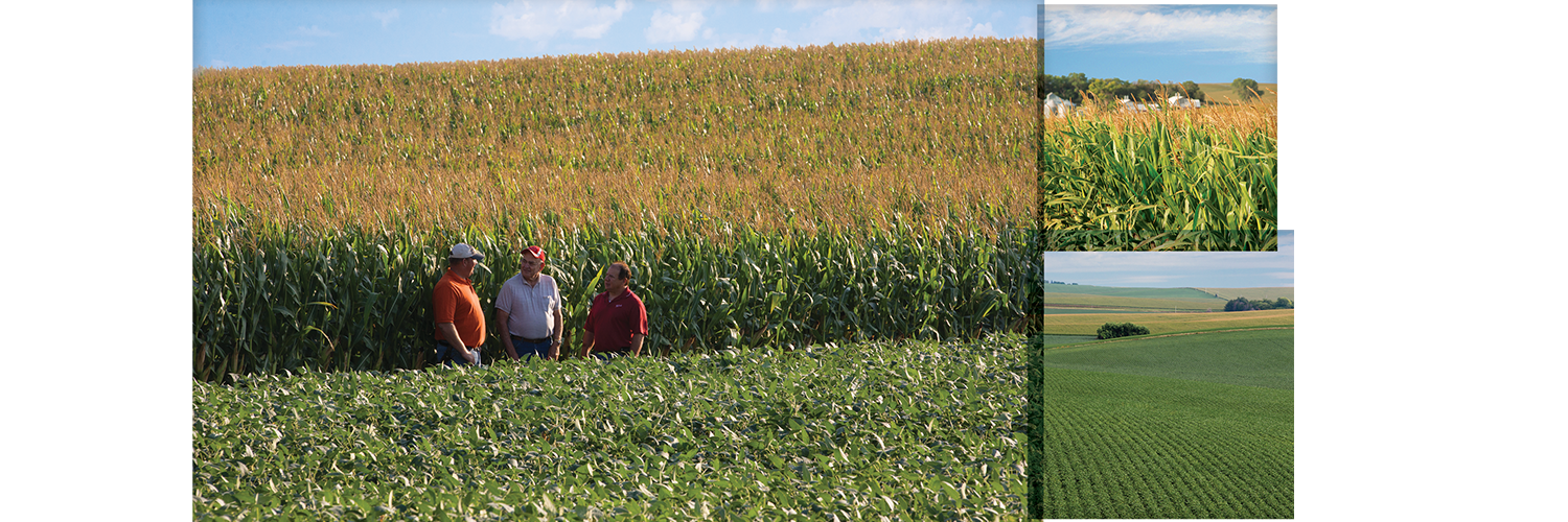 Fontanelle Seeds banner
