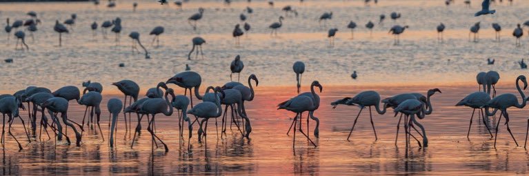 abdulmajeed alshatti banner